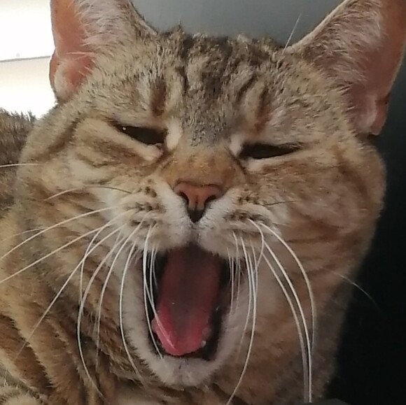 oldhamsterxd